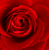 Rdeča - Vrtnica čajevka - Marjorie Proops